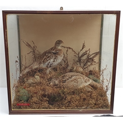 Taxidermy: Victorian cased family of Willow Ptarmigan (Lagopus lagopus) hen, cock, and four young, in naturalistic setting with naturalistic groundwork, detailed with grasses and other fauna, encased within a walnut three pane display case, H56.5cm L57.5cm D32cm 