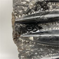 Orthoceras fossil group, age: Devonian period, H33cm, L30cm