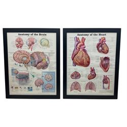 After Peter Bachin - set of six large medical or anatomy prints in matching frames (6)