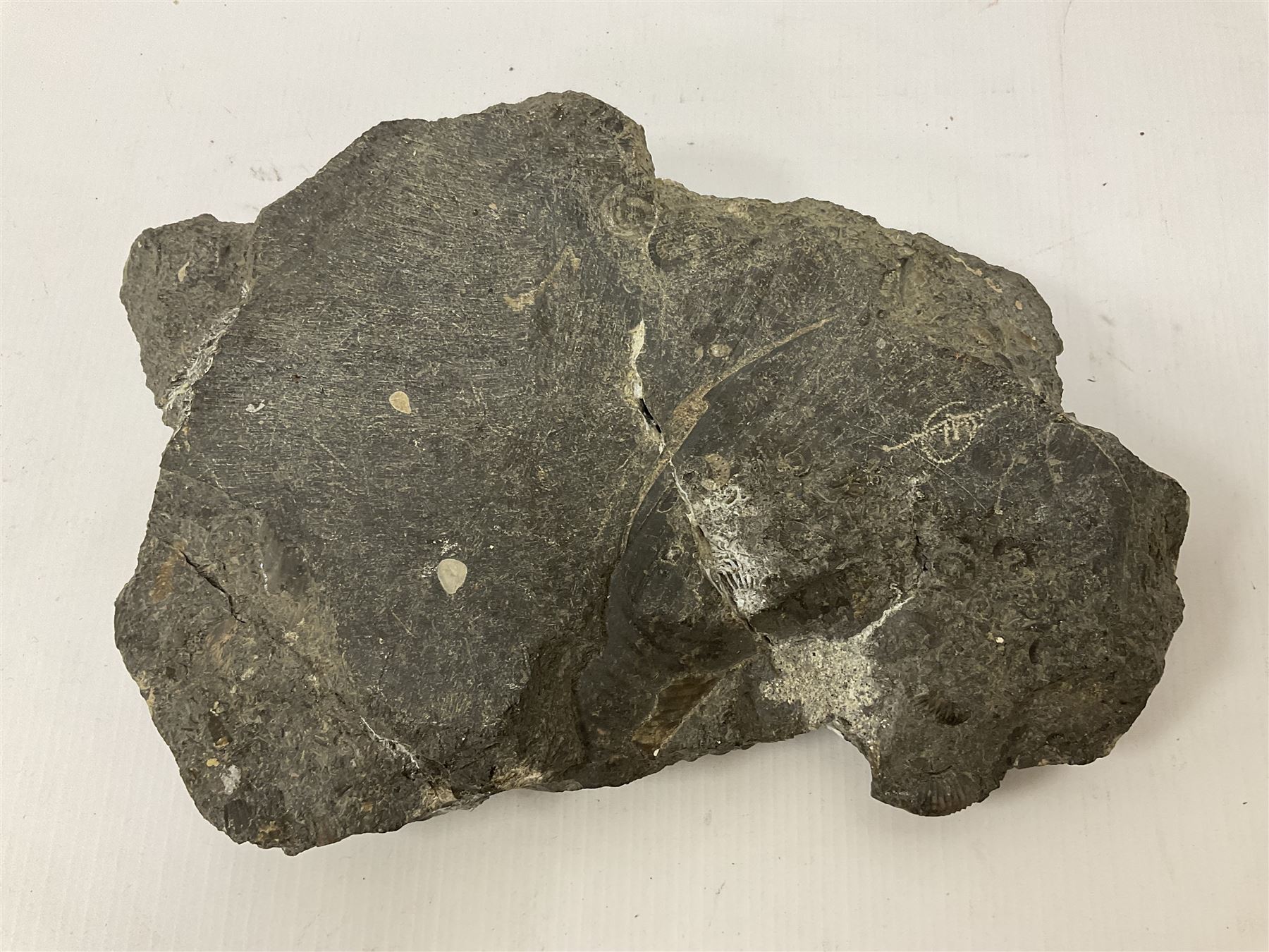 Ammonite multi-block fossil, comprising Dactylioceras and Eleganticeras, age; Jurassic period, location; Port MulGrave, Whitby, H31cm L22cm 