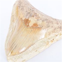 Large Megalodon (Otodus Megalodon) tooth fossil, with fine serrations in a matrix, age; Miocene period location; Java, Indonesia, H10cm, W11cm 
Notes; Believed to have grown as large as 18 metres, the Megalodon was the largest shark and one of the most dominant marine predators ever to have existed. It roamed the ancient seas for around 20 million years until their extinction around 3.6 million years ago. Megalodon teeth vary in colour and ton. influenced and coloured over the millennia by the conditions in which they are preserved