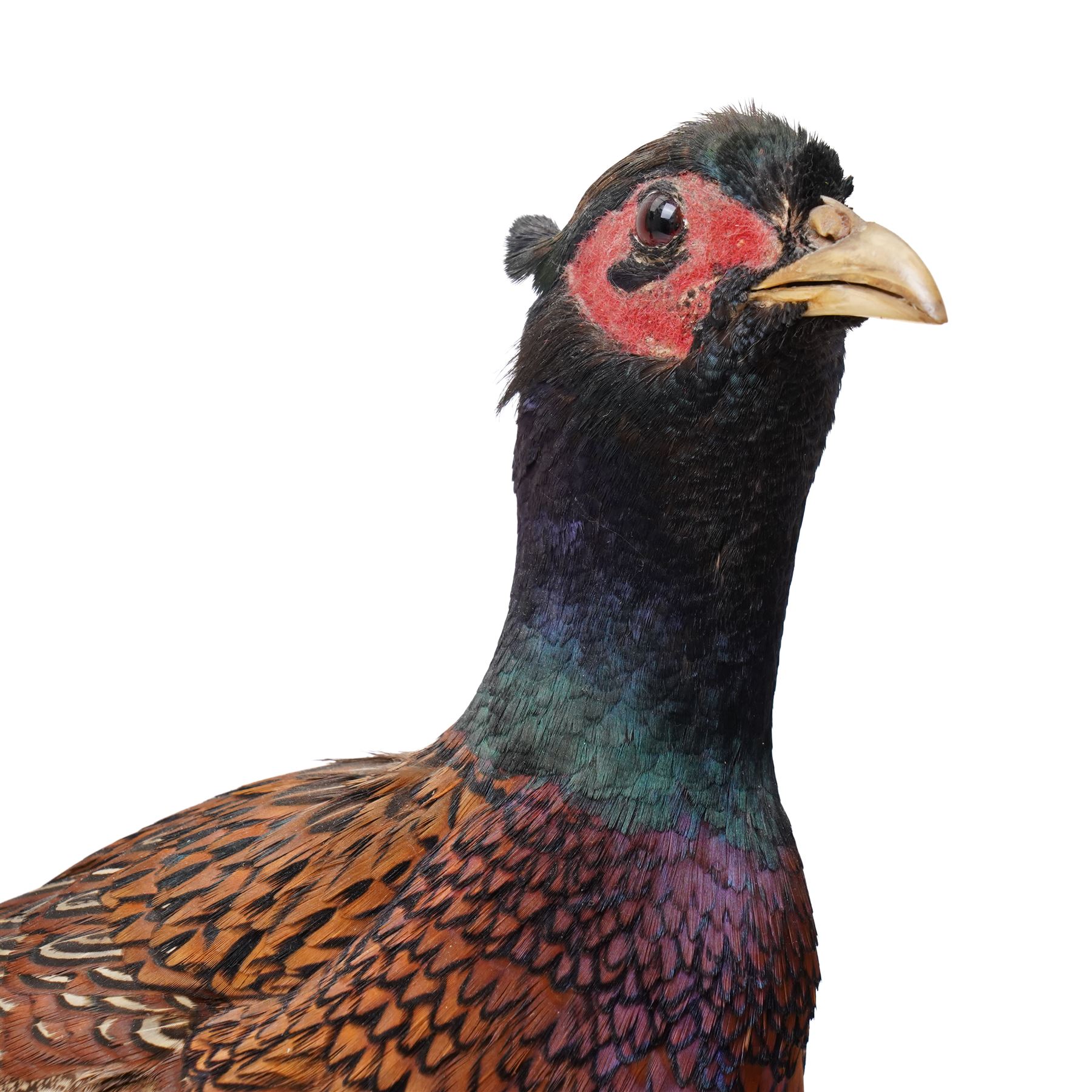 Taxidermy - Moorhen (Gallinula Chloropus), adult mount on naturalistic driftwood base, including base H32cm; Common Pheasant (Phasianus Colchicus), adult male mount on naturalistic base, including base H43cm (2)