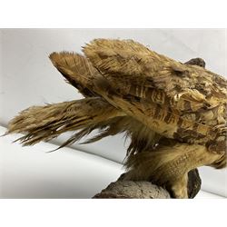 Taxidermy: Long-eared Owl (Asio otus), full adult mount upon a cut tree branch, together with European Sparrowhawk (Accipiter nisus), full adult mount, upon a branch in a naturalistic setting, owl H36cm 