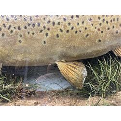 Taxidermy: Brown trout (Salmo trutta), skin mount set above a pebbled river bed with reeds and ferns, against blue painted back drop, enclosed within an ebonised bow-front display case, with 'Costa Beck June 8th 1920, Weight 3 3/4lbs',inscribed to the glass, H31cm, L62cm 