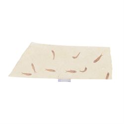 Fossilised fish group in a single matrix; shoal of fossilised fish (Knightia alta), age; E...