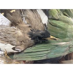 Taxidermy; large Victorian domed taxidermy diorama study of birds, with seventeen specimens including Ring Necked Parakeet, Blue Winged Warbler and Blackbird, the glass dome upon an ebonised wooden base, H77cm, W44cm