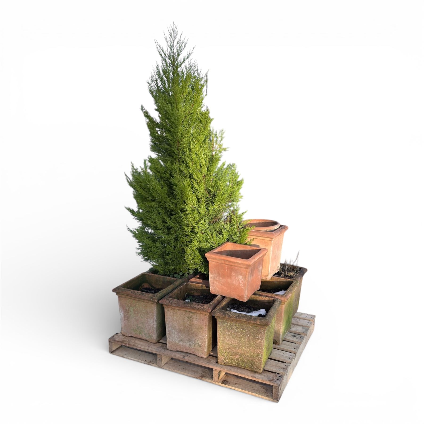 Collection of square terracotta plant posts, one planted 