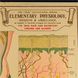 Complete set of eight 'AL Educational Series Elementary Physiology Hygiene and Ambulance' medical posters by Robert R Holding (Zoological and Anatomical artist), published by E J Arnold & Son Ltd of Leeds, Glasgow and Belfast, all framed