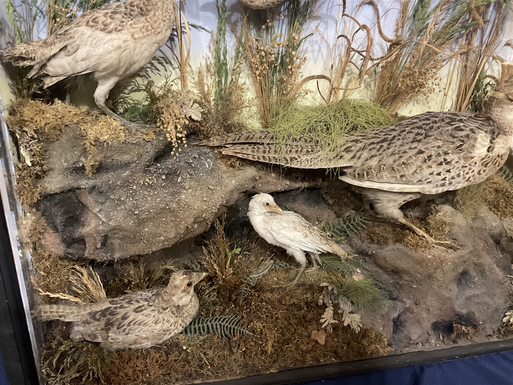 Taxidermy: Late Victorian Diorama of Pheasants and a Sparrowhawk, depicting Ring-necked Pheasants (Phasianus colchicus), a female with her chicks, a full mount adult female Sparrowhawk (Accipiter nisus) above in flying position, all mounted in a naturalistic setting of mosses, branches and tall grasses, on faux rock base, set against a blue sky painted backdrop, enclosed within a large ebonised three-glass display case, H79.5cm, W107cm