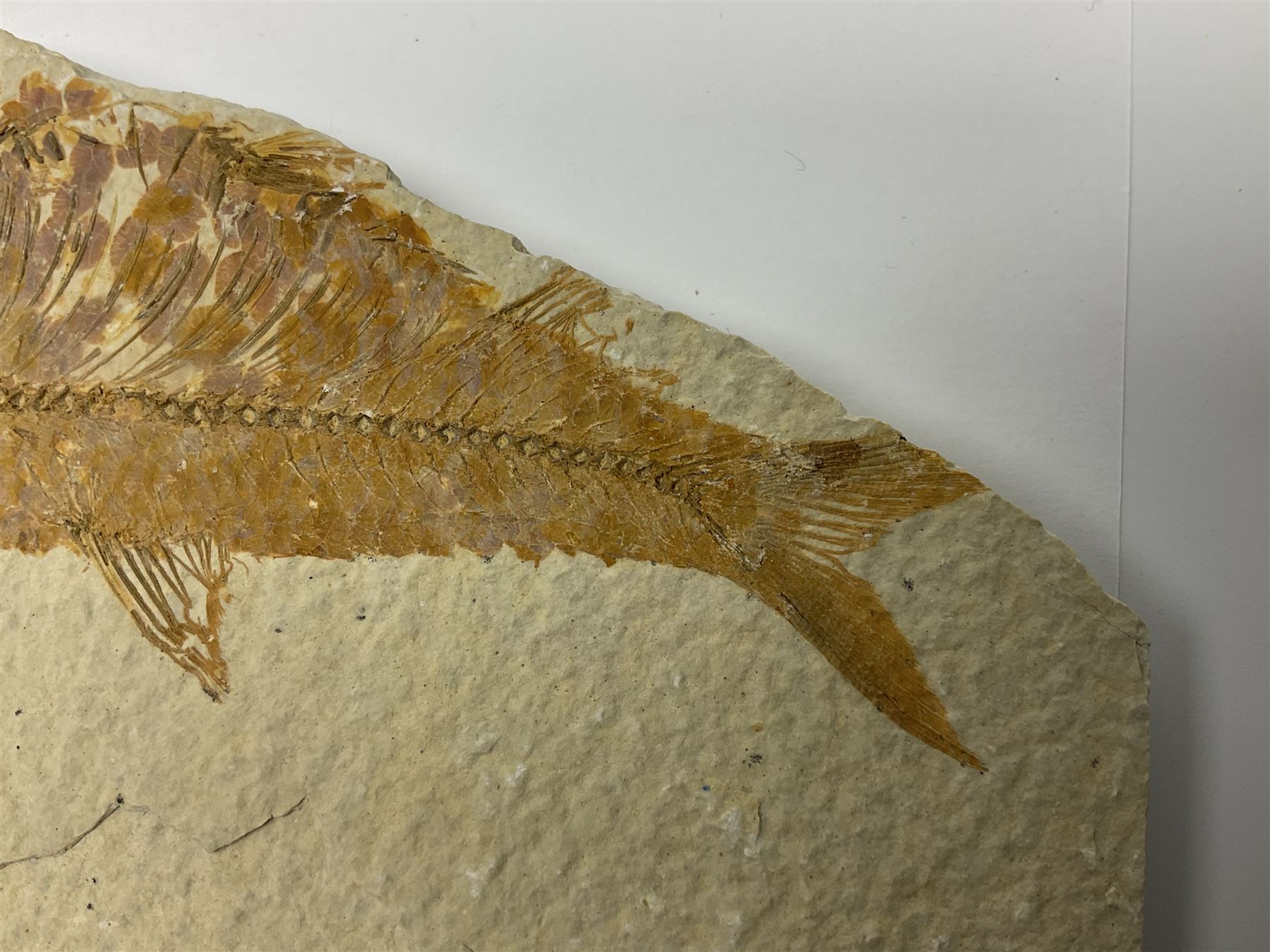 Three fossilised fish (Knightia alta) each in an individual matrix, age; Eocene period, location; Green River Formation, Wyoming, USA, largest matrix H9cm, L15cm