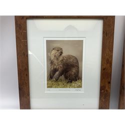 After Matt Nicholas, set of four limited edition colour prints of natural history subjects, each monogrammed on the mount; after Juliette Smith, metallic print portrait of a tiger; and after Julia Knowles a picture of an owl (6)