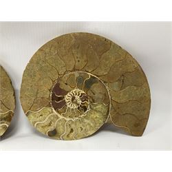 Large sliced cleoniceras ammonite with polished finish, age; Cretaceous period, Location; Madagascar H17cm