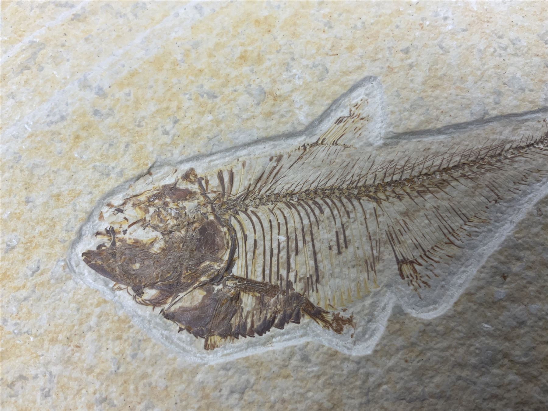 Two fossilised fish (Knightia alta) each in an individual matrix, age; Eocene period, location; Green River Formation, Wyoming, USA, largest matrix H8cm, L16cm