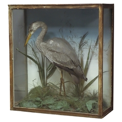  Taxidermy - Study of a Heron in naturalistic setting with plain backdrop, glazed case, H77cm, W71cm, D28cm  