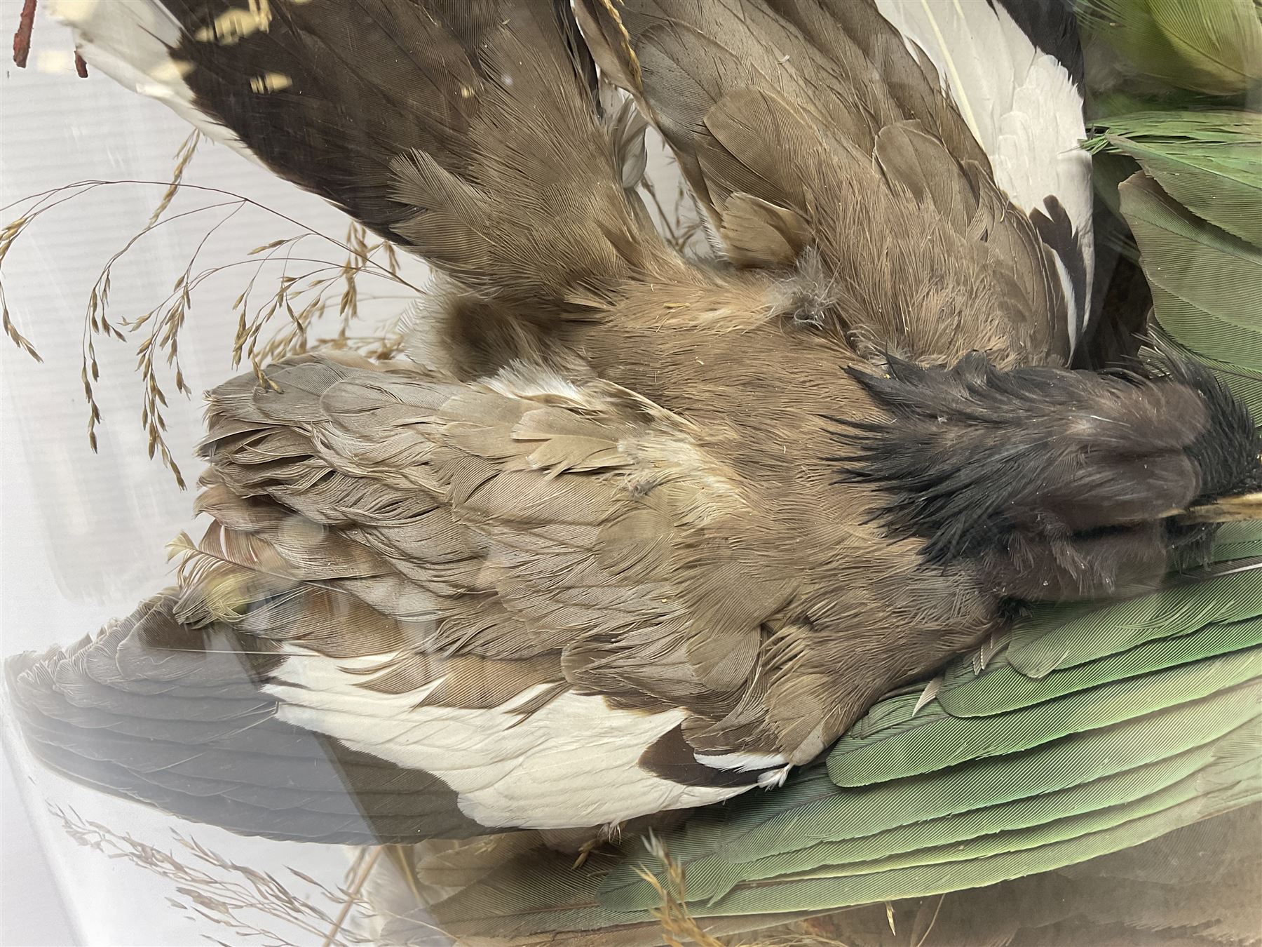 Taxidermy; large Victorian domed taxidermy diorama study of birds, with seventeen specimens including Ring Necked Parakeet, Blue Winged Warbler and Blackbird, the glass dome upon an ebonised wooden base, H77cm, W44cm