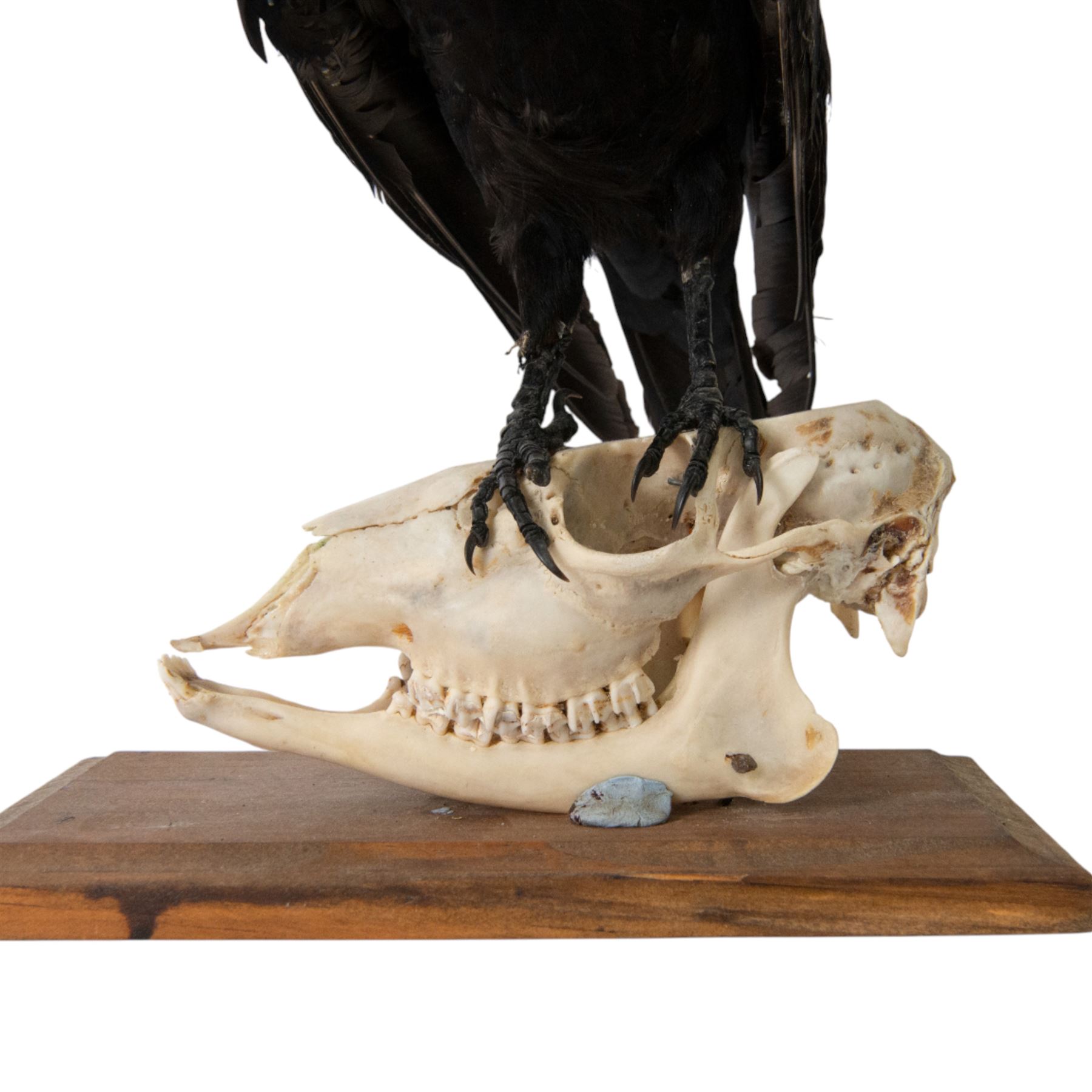 Taxidermy; Carrion Crow (Corvus corone), full adult mount perched upon a sheep skull upon a rectangular base, H39cm