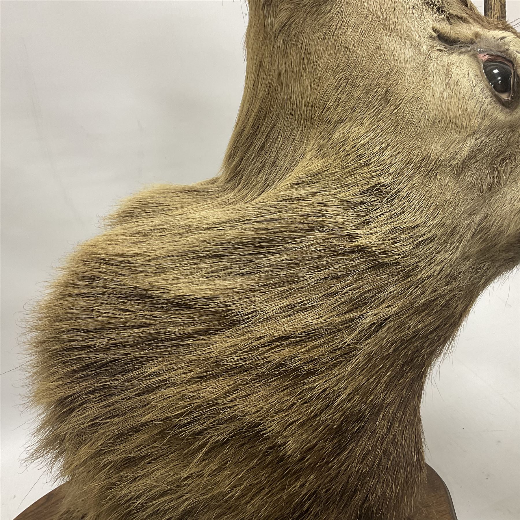 Taxidermy: Red Deer (Cervus elaphus), adult male imperial stag shoulder mount looking straight ahead, eleven point antlers, mounted upon a shaped wooden shield, D65cm