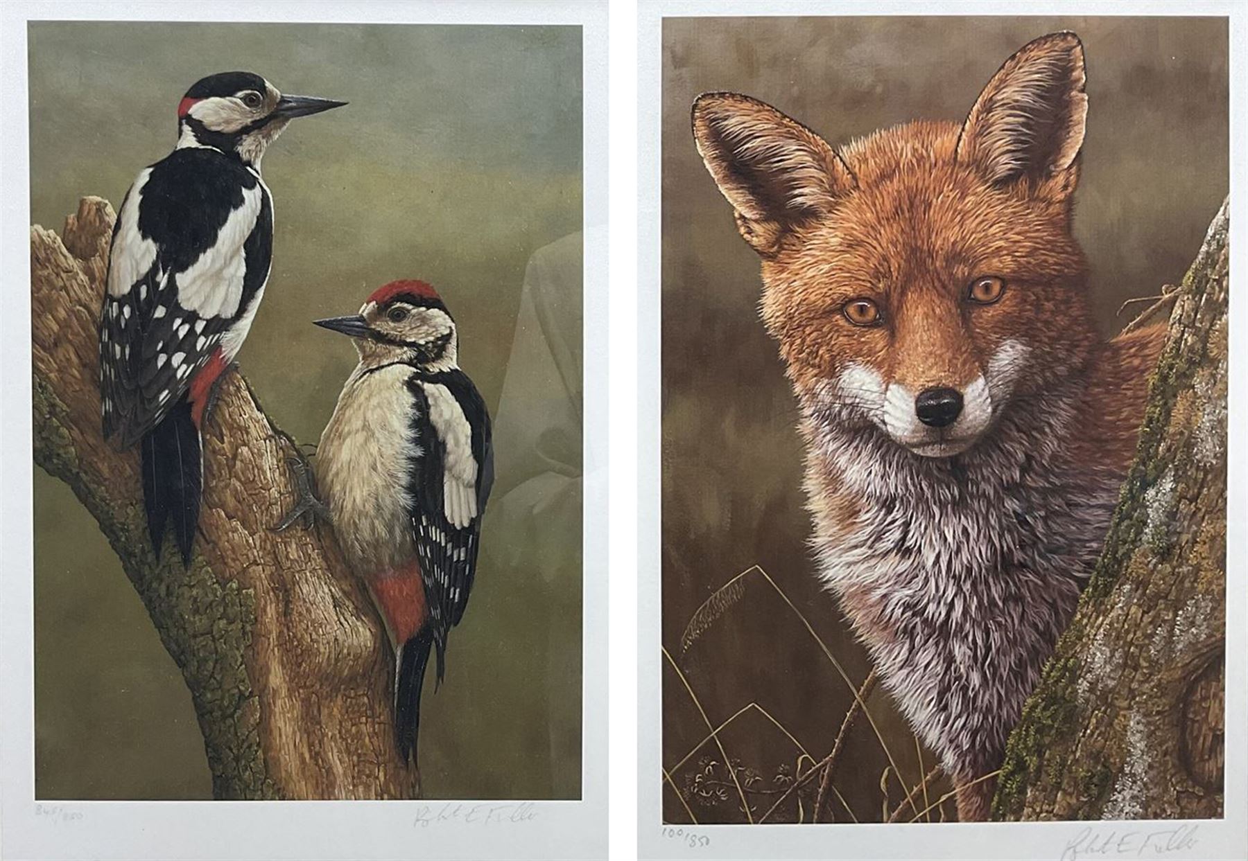 Robert E Fuller (British 1972-): Great Spotted Woodpeckers and 'Fox At Dawn', two limited edition colour prints signed and numbered 845/850 and 100/850, respectively, max 34cm x 24cm (2)