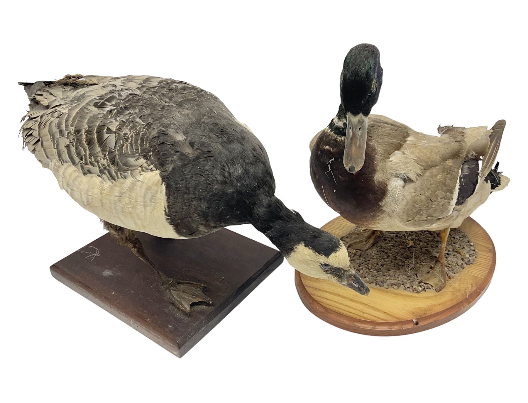 Taxidermy; Barnacle goose (Branta leucopsis), full adult mount, upon a rectangular base, together with Mallard (Anas platyrhynchos), full mount drake, upon an oval base, goose H28cm