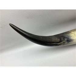 Pair of wall mounted cattle horns, L95cm