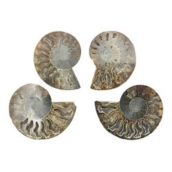 Two pairs of sliced ammonite fossils with polished finish, age: Cretaceous period, location: Madagascar, largest D7cm