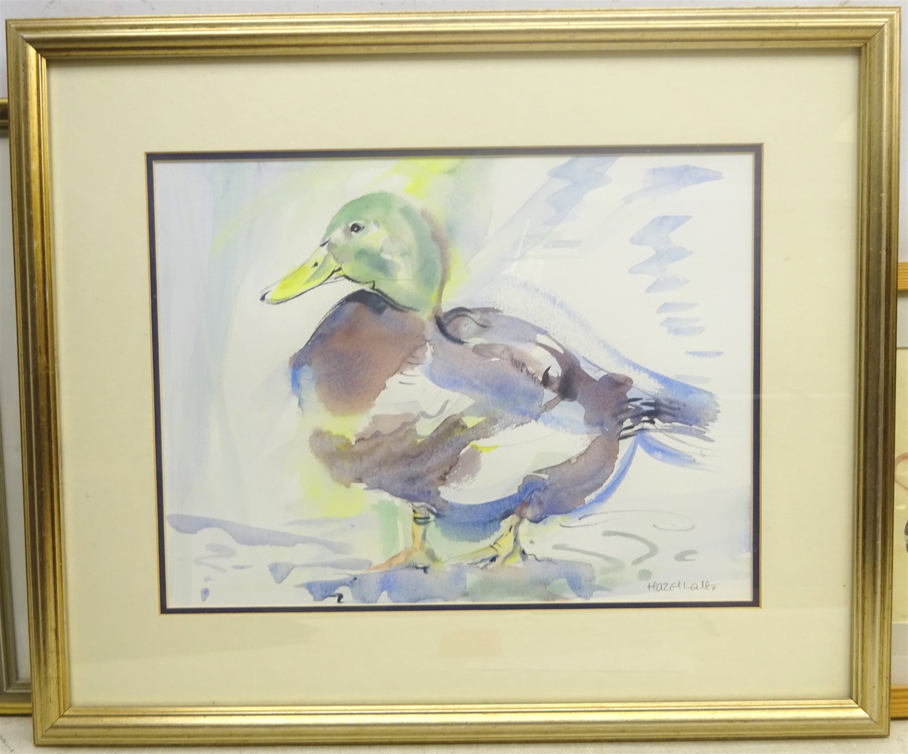 Hazel Lale (British Contemporary): Study of a Mallard, watercolour signed