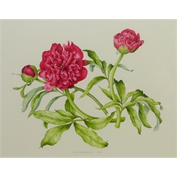  Bridget Gillespie (British 1962-): Botanical study - `Paeonia Officinalis Rubra Plena`, watercolour signed titled and dated 2005, 35cm x 45cm  DDS - Artist's resale rights may apply to this lot   