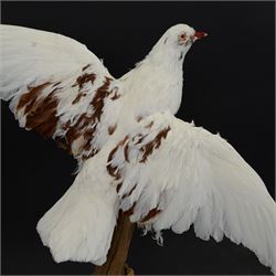 Taxidermy: Frillback Pigeon (Columba livia), full adult mount with wings outstretched, upon a dry tree stump, mounted upon moss covered base, sticker beneath Gilers Sim Collection ... 2017, H52cm