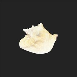 Conchology: including Abalone mother of pearl shell, Lambis shell, four conch shells, and others