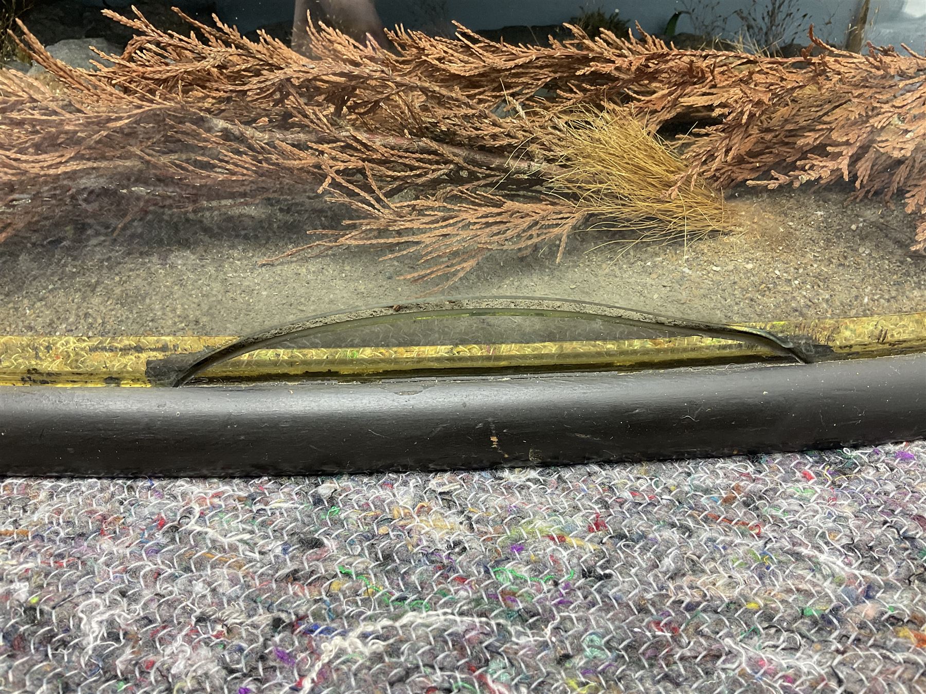Taxidermy: Large Scottish Salmon (Salmo salar), circa 1885, set above a pebbled river bed with reeds and ferns, against blue painted back drop, enclosed within an ebonised bow-front display case, with paper label verso 'Cased by P.D Malloch, Male salmon 52lbs from the Tay June 1907 first return from the sea, in page 123 Book Life History & Habits of the Salmon Sea Trout & Other Freshwater Fish by P D Malloch 1912, Researched by Fred Buller', L140cm H49cm D33cm
