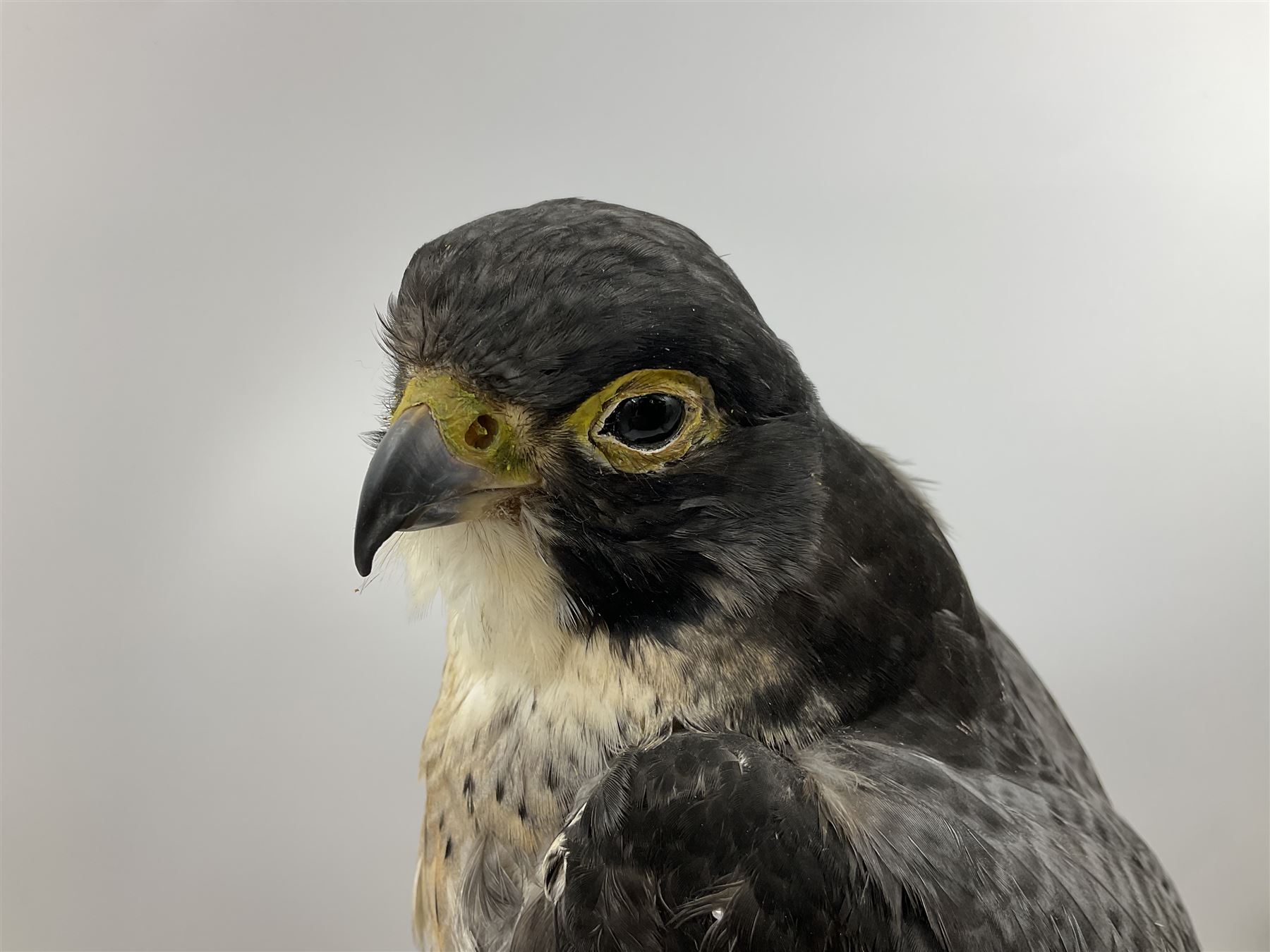 Taxidermy: Victorian cased Peregrine Falcon (Falco peregrinus), full female mount  stood atop a tree stump in a naturalistic ground, enclosed beneath a period oval glass dome with ebonised base, raised upon four bun feet, H54cm D20cm W34cm