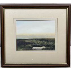 James D McGairy (British Contemporary): Sheep grazing on the North Yorkshire Moors, watercolour signed 17cm x 23cm 