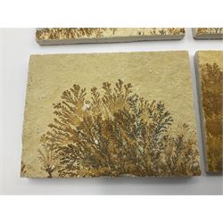 Six dendrite crystals each in an individual sandstone plaque, each plaque H6cm, L8cm