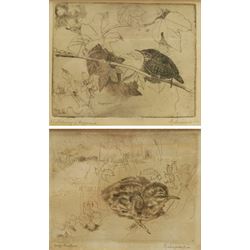 Sjoerd Kuperus (Dutch 1893-1988): Bird Studies, pair etchings signed and titled in pencil 10cm x 12cm and 11cm x 13cm (2)