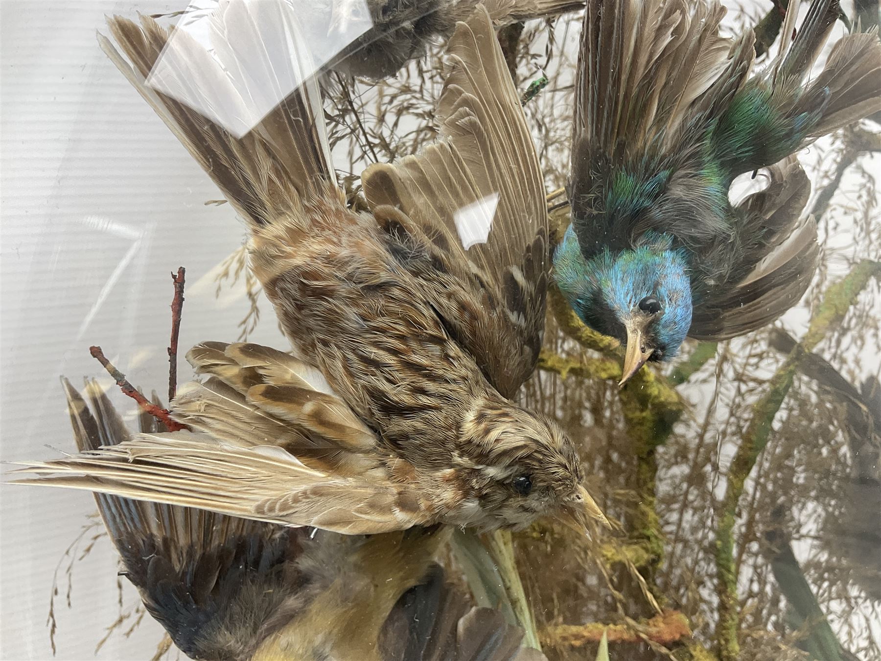 Taxidermy; large Victorian domed taxidermy diorama study of birds, with seventeen specimens including Ring Necked Parakeet, Blue Winged Warbler and Blackbird, the glass dome upon an ebonised wooden base, H77cm, W44cm