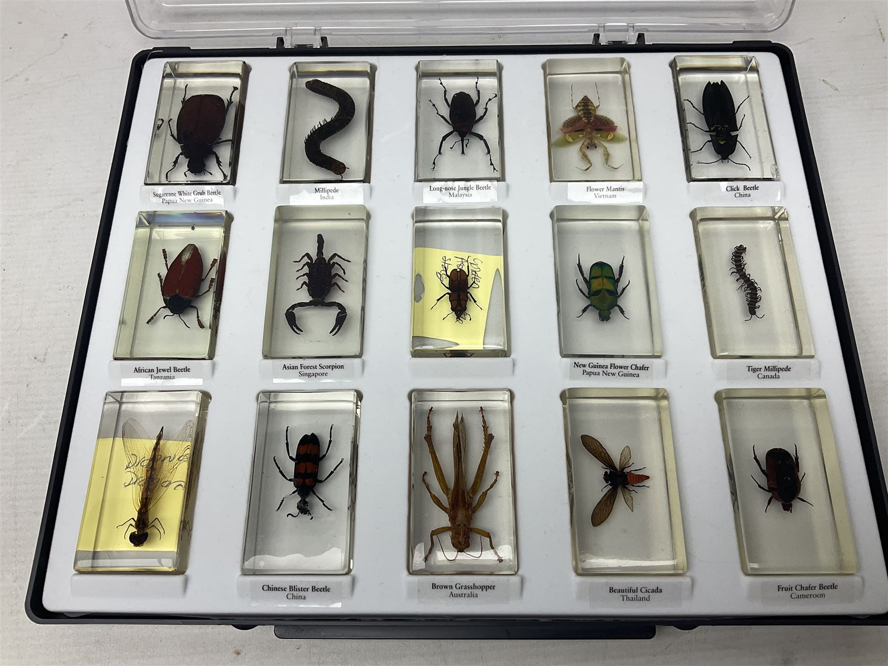 Entomology: collection of fifty two insect specimens, each in an acrylic block, to include Giant Scorpion, Rhinoceros Beetle, Praying Mantis, Millipede, Flower Mantis, Exotic Planthopper, Blue Weevil etc 