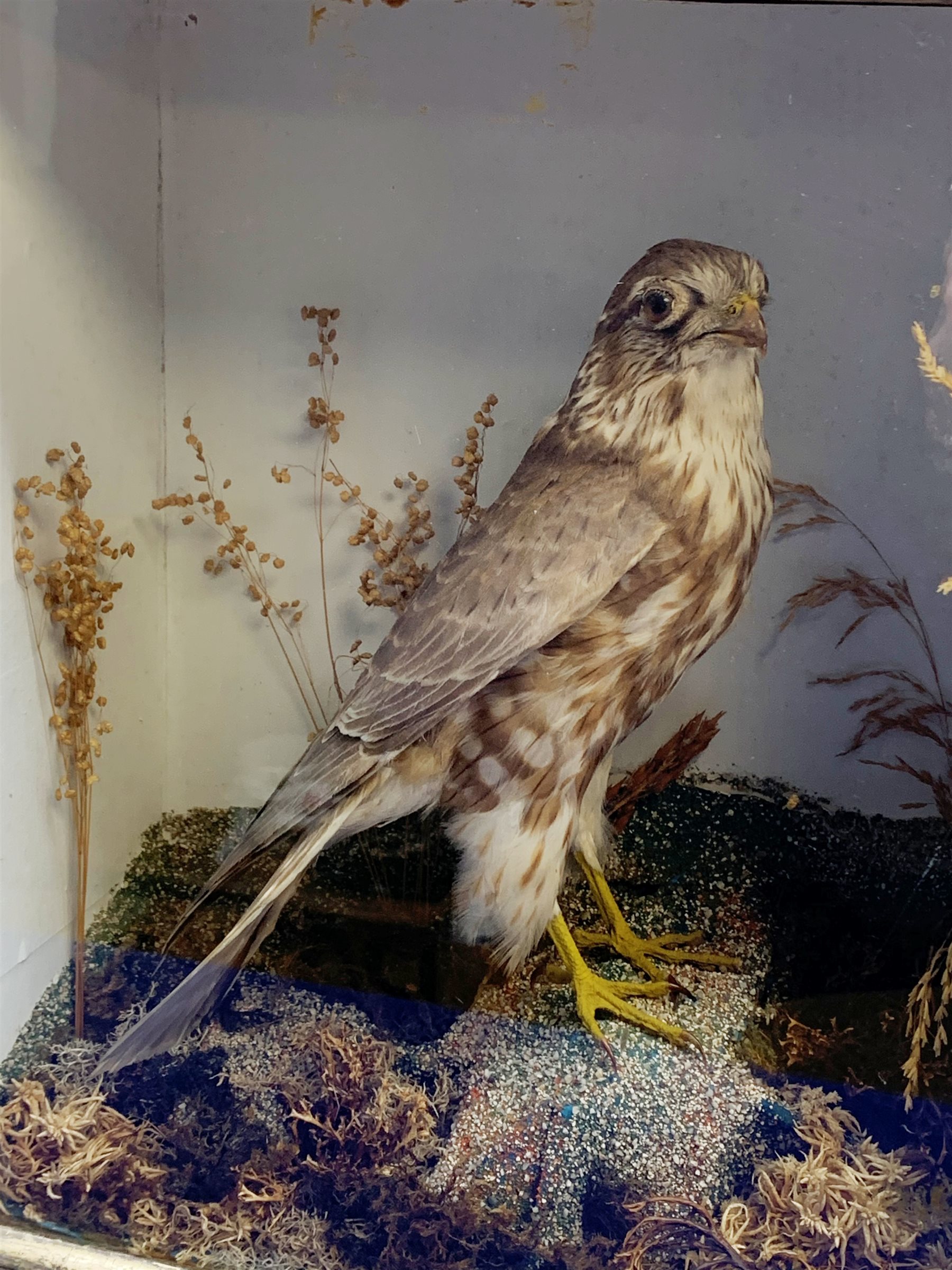 Taxidermy: A Victorian cased Merlin (Falco columbarius), in naturalistic setting with lichen, grasses and other fauna, set against a pale blue painted backdrop, encased within an ebonised single pane display case, traces of paper label verso, H35.5cm L29cm D14.5cm 