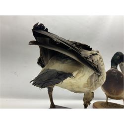 Taxidermy; Barnacle goose (Branta leucopsis), full adult mount, upon a rectangular base, together with Mallard (Anas platyrhynchos), full mount drake, upon an oval base, goose H28cm