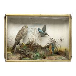 Taxidermy; Victorian cased bird diorama,