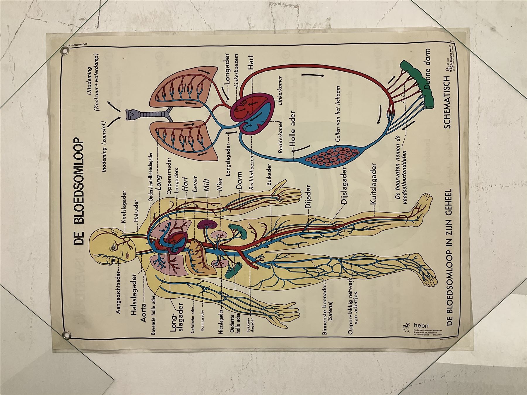 Five early 1980s Dutch medical posters, double sided decorated with colourful label anatomical diagrams, marked Hebri, Holland, W70cm H92cm