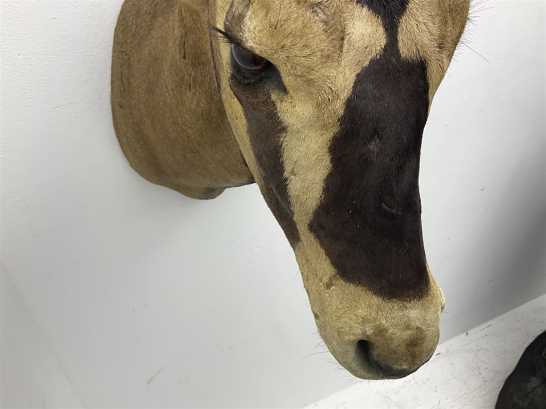 Taxidermy: Fringed-eared oryx (Oryx beisa callotis), circa 1960, by Rowland Ward Ltd,  adult male shoulder mount looking straight ahead, D62cm