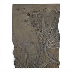 Traumatocrinus caudex (Crinoid) sea bed plaque, age Triassic Period, Location Hunan Proven...