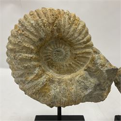 Pair of ammonite fossils, each individually mounted upon a rectangular wooden base, age; Cretaceous period, location; Morocco, H21cm