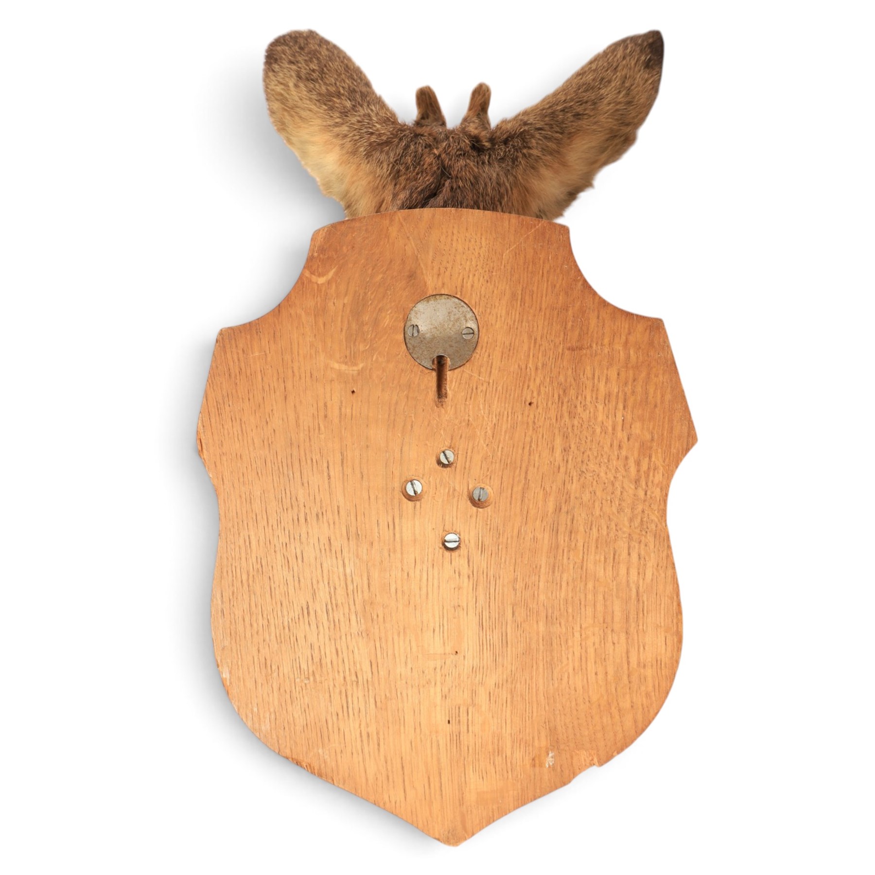 Taxidermy: European Roe Deer (Capreolus capreolus), shoulder mount, together with Roe deer antlers on cut upper skull
