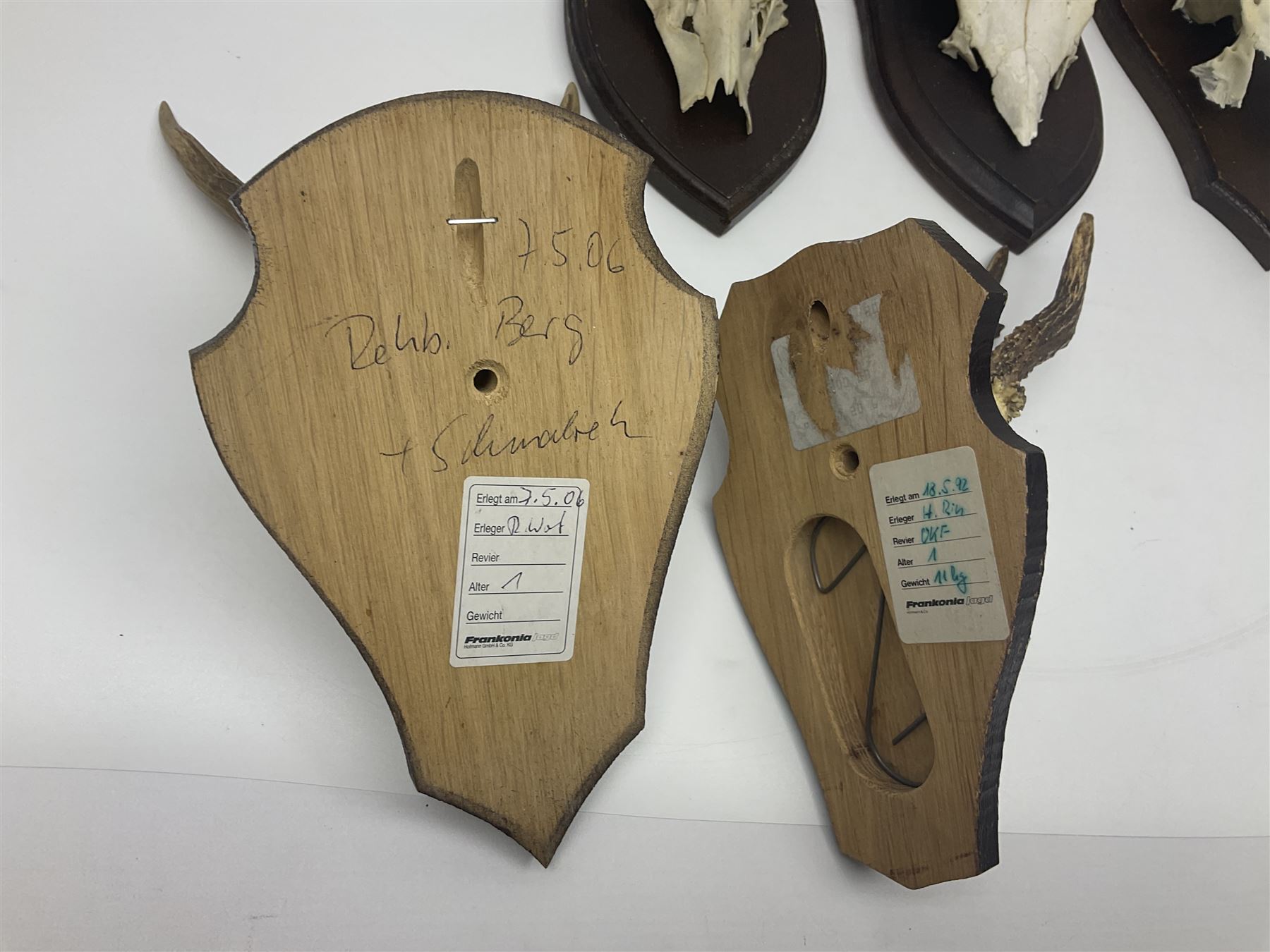 Antlers/Horns: Roe Deer (Capreolus capreolus) ten pairs of roe deer antlers mounted upon wooden shields, shield H20cm 