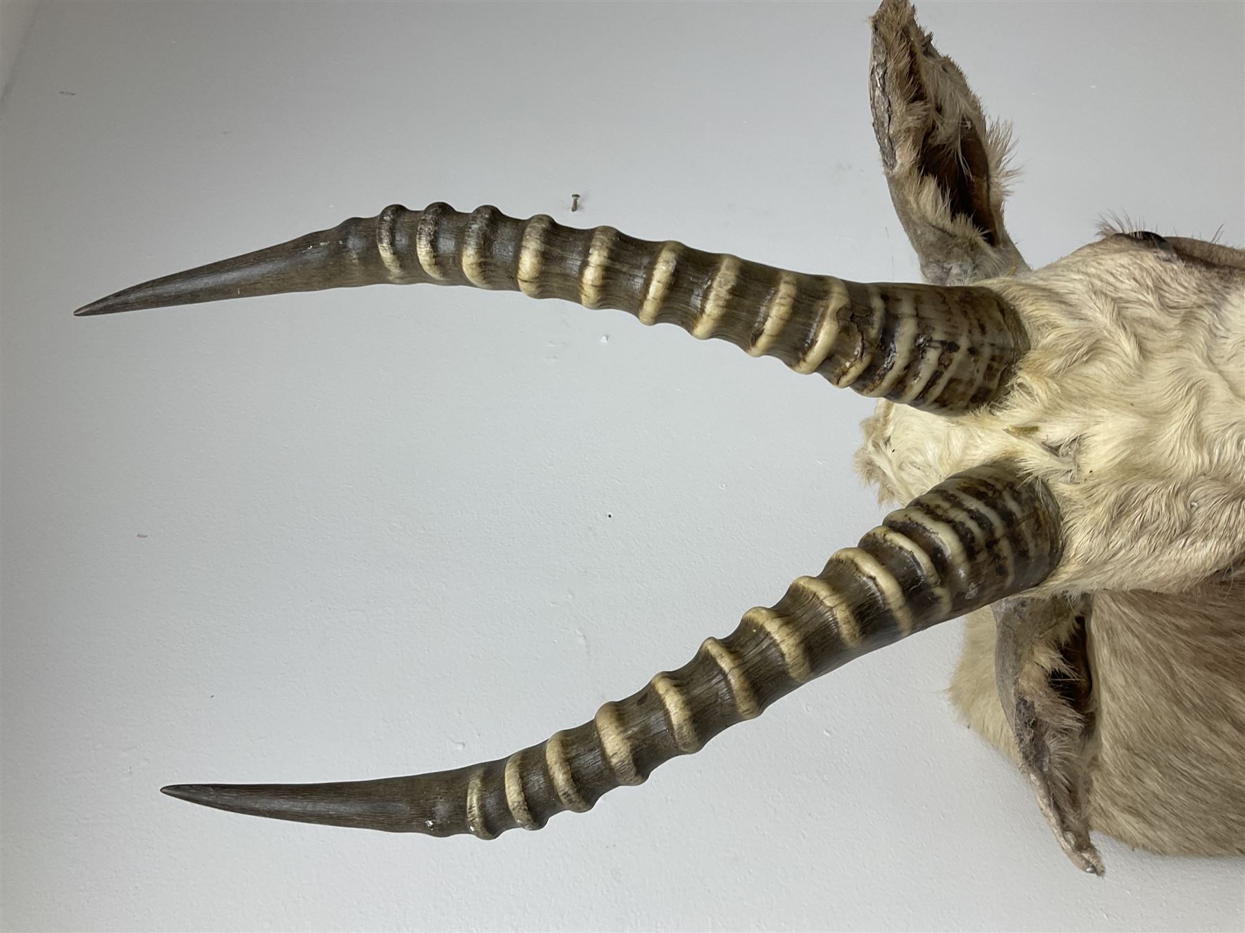 Taxidermy: White Blesbok (Damaliscus pygargus phillipsi), light coloured shoulder mount, approximately H85cm