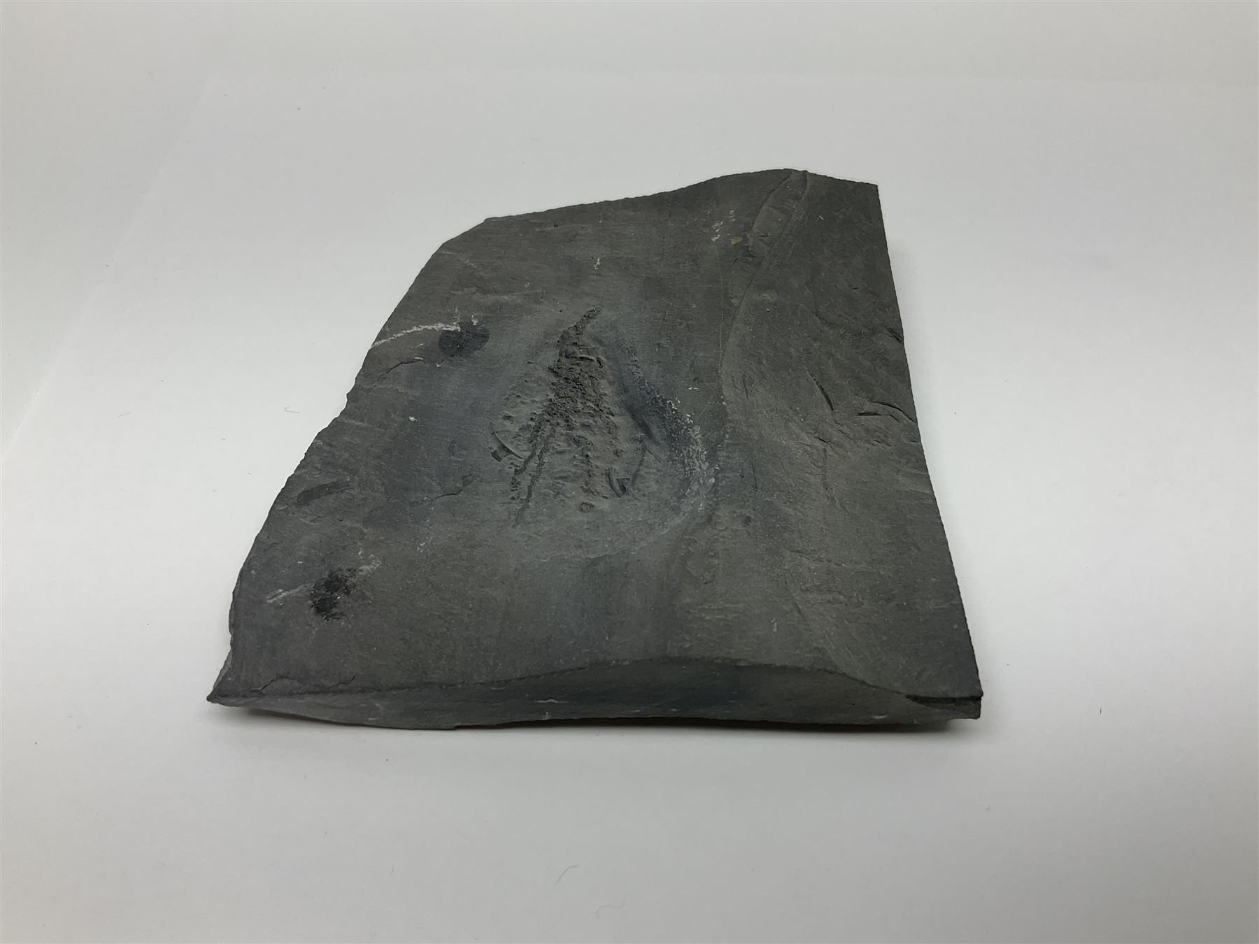 Two Crinoid slabs, age; Mississippian period, location; Gilmore City Formation, Iowa, largest slab H9cm, L10cm