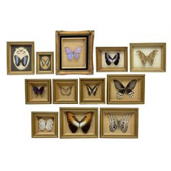 Entomology: Twelve framed displays contain thirteen specimens of tropical moths and butterflies, each mounted within gilt wall hanging picture frames of various sizes, specimens including Morpho Godarti, Caligo idomeneus, Cisseis morpho, Cathosia biblis etc, largest L35cm W30cm 