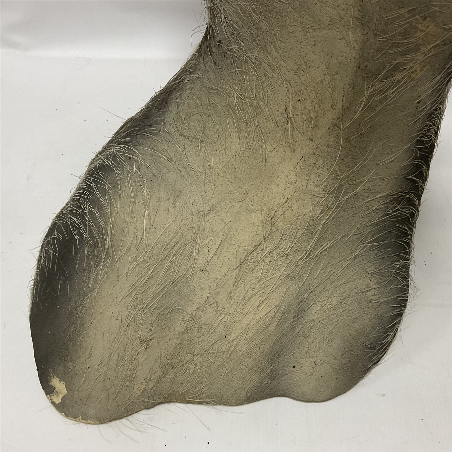 Taxidermy: A Common Warthog (Phacochoerus africanus), a large adult head mount looking straight ahead, D50cm