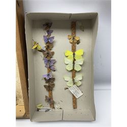 Entomology; large collection of pinned butterflies and moths, to include Cream-spotted Tiger moth, Adonis Blue butterfly, Orange tip butterfly, Swallowtail butterfly etc  